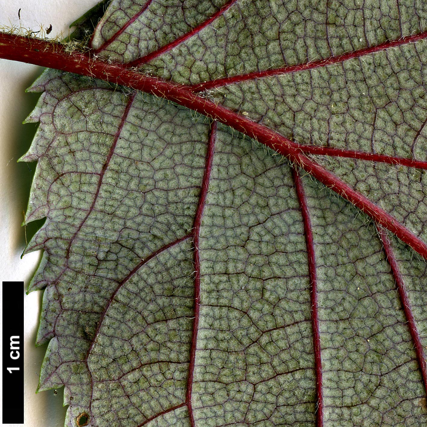 High resolution image: Family: Hydrangeaceae - Genus: Hydrangea - Taxon: anomala - SpeciesSub: subsp. petiolaris